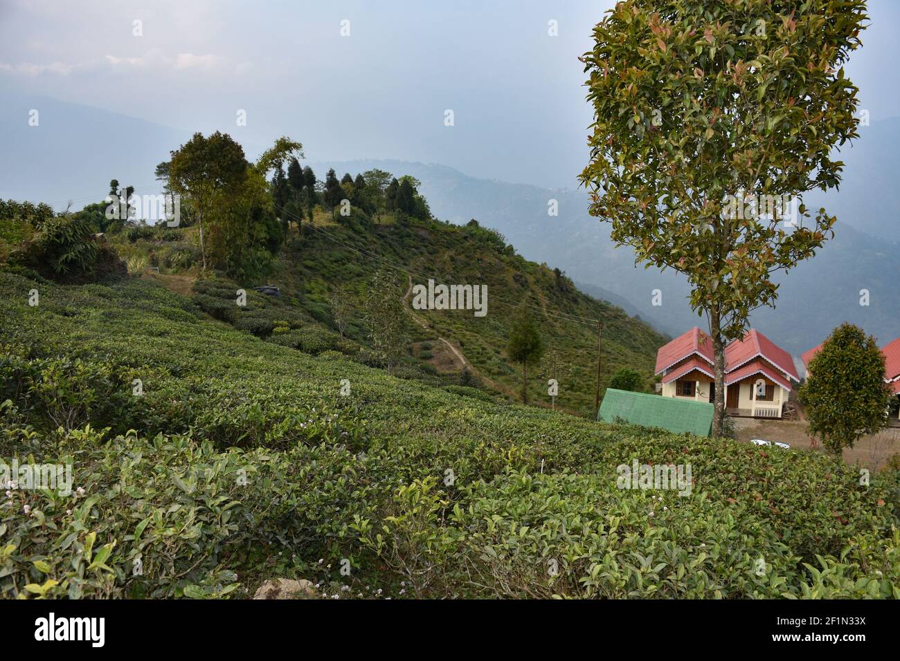 Home Aufenthalt mit Bio-Tee-Plantage in Darjeeling mit Seligkeit Und funkelndem Himalaya-Blick Stockfoto