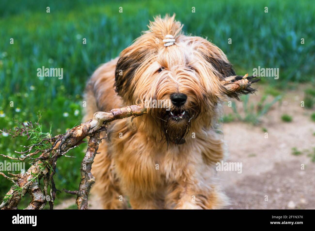 Porträt des glücklichen Hundes briard (junges Weibchen mit Pferdeschwanz), der einen Stock im Mund hält, auf dem Feld steht, Nahaufnahme. Stockfoto