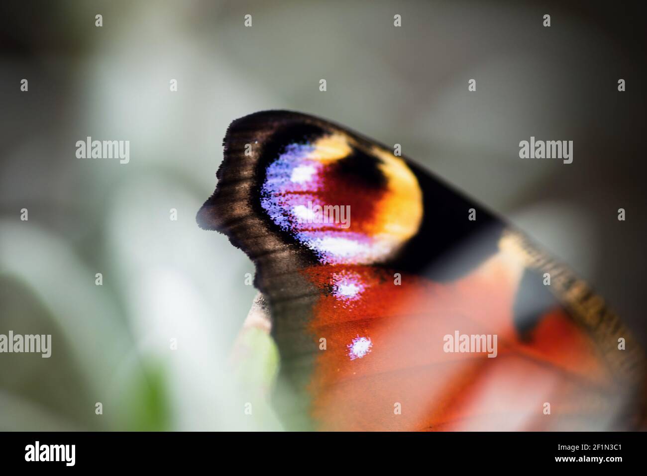 Detail des Flügels des Pfauenschmetterlings (Inachis io). Lebendige Farbe in Kreis (Auge) Form. Stockfoto