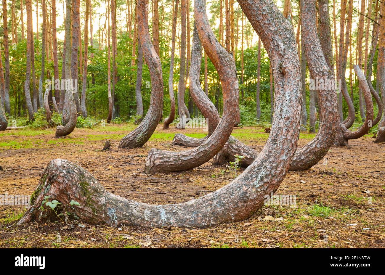 Seltsam geformte Kiefern im Crooked Forest bei Sonnenuntergang, selektiver Fokus, Polen. Stockfoto