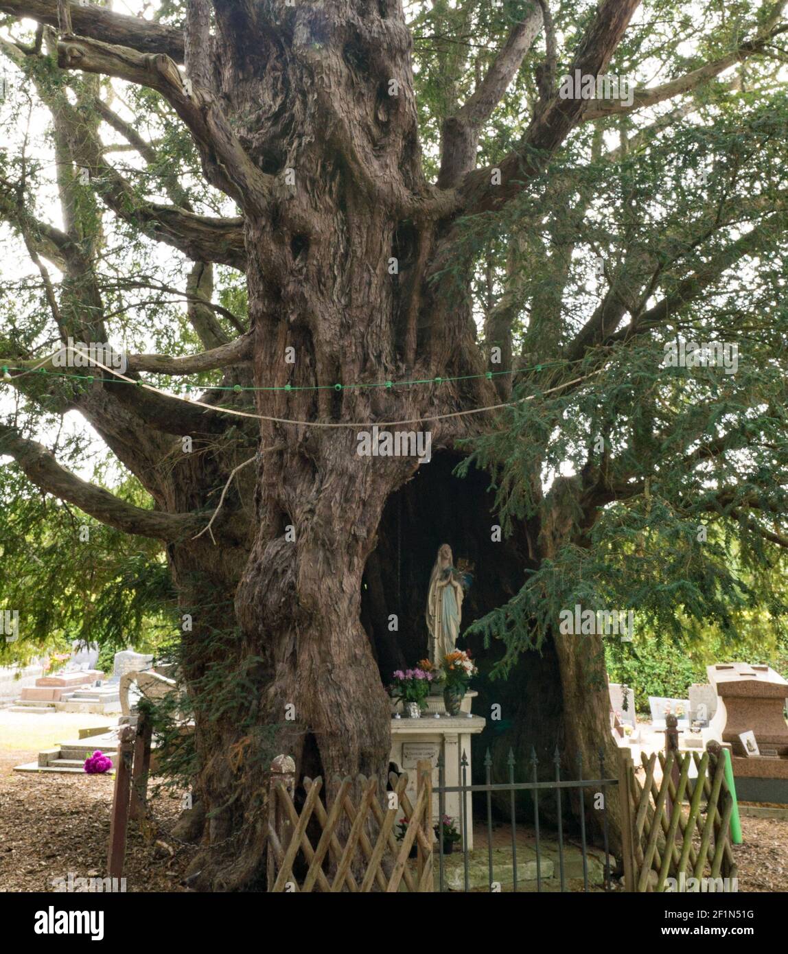 Blick auf die Kapelle im Inneren riesige alte Eibe in La Haye-de-Routot  Stockfotografie - Alamy