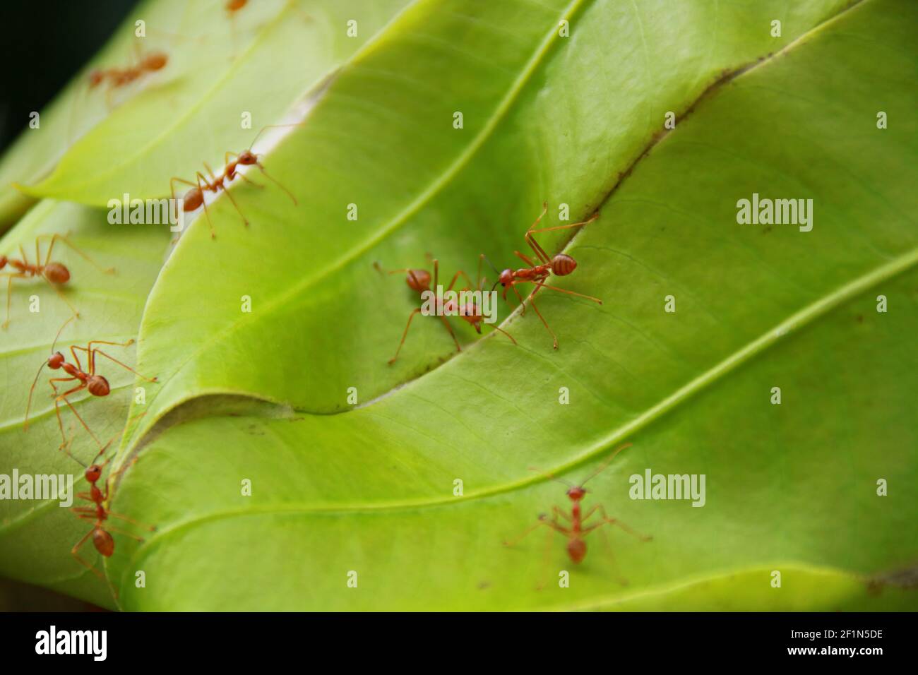 Webereien Ameisen Weben von Mangoblättern: Weberameisen oder Grünameisen (Gattung Oecophylla) sind eusoziale Insekten der Familie Formicidae (Ordnung Hymenoptera) Stockfoto