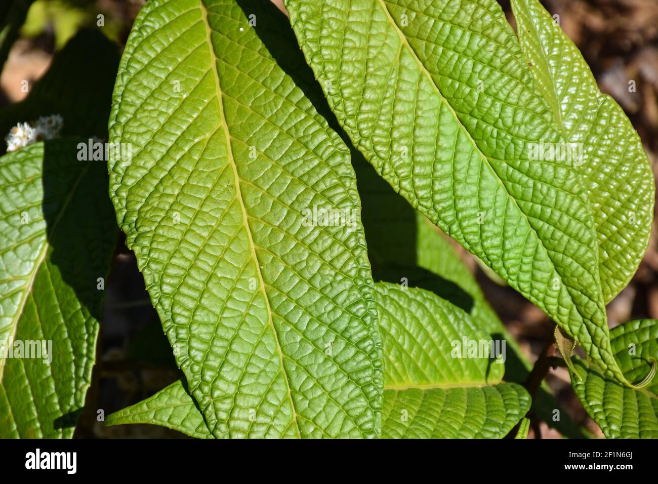 Grün gemusterte Blätter mit definiertem erhabenen Muster und Adern Stockfoto