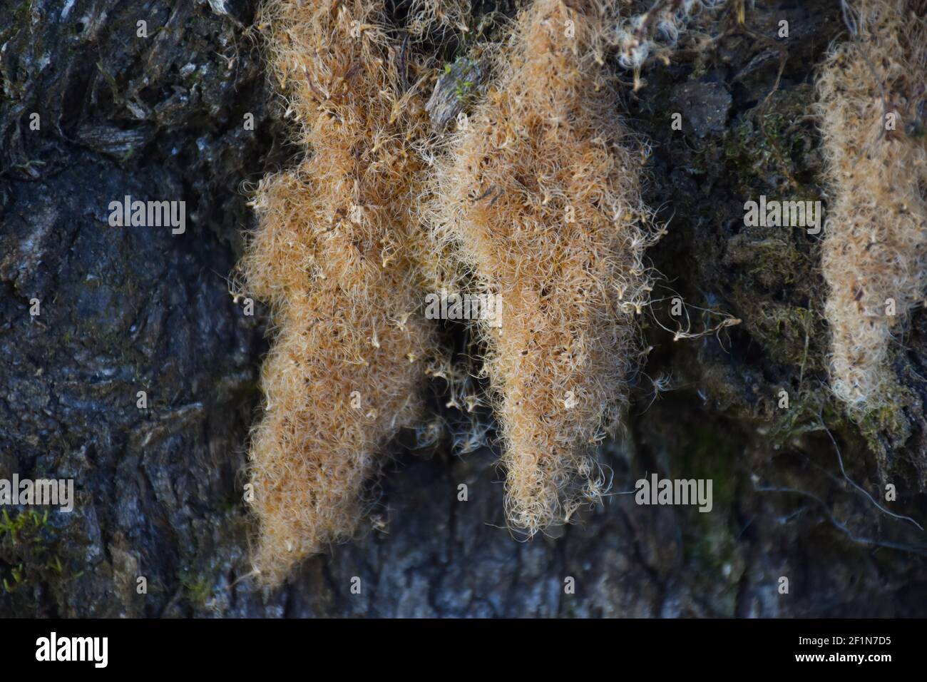 Brauner und schwammigem Moos auf Baumstamm Stockfoto