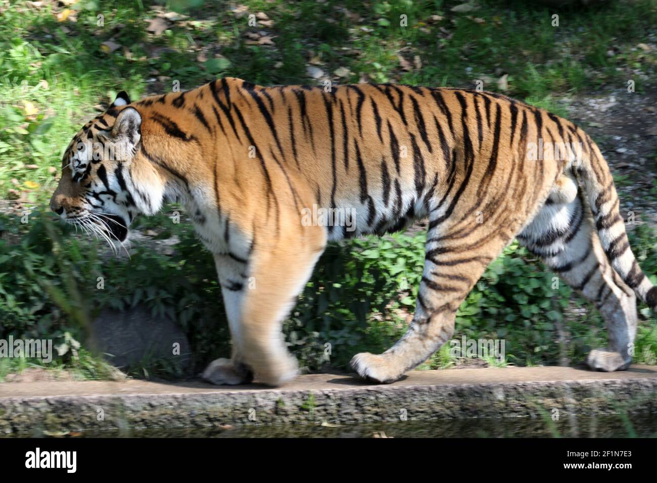 Sibirischer Tiger Stockfoto