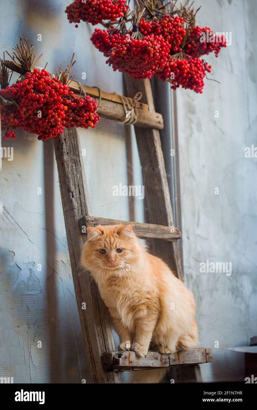 Flauschige rote Katze, mit roten Beeren an der Leiter Stockfoto