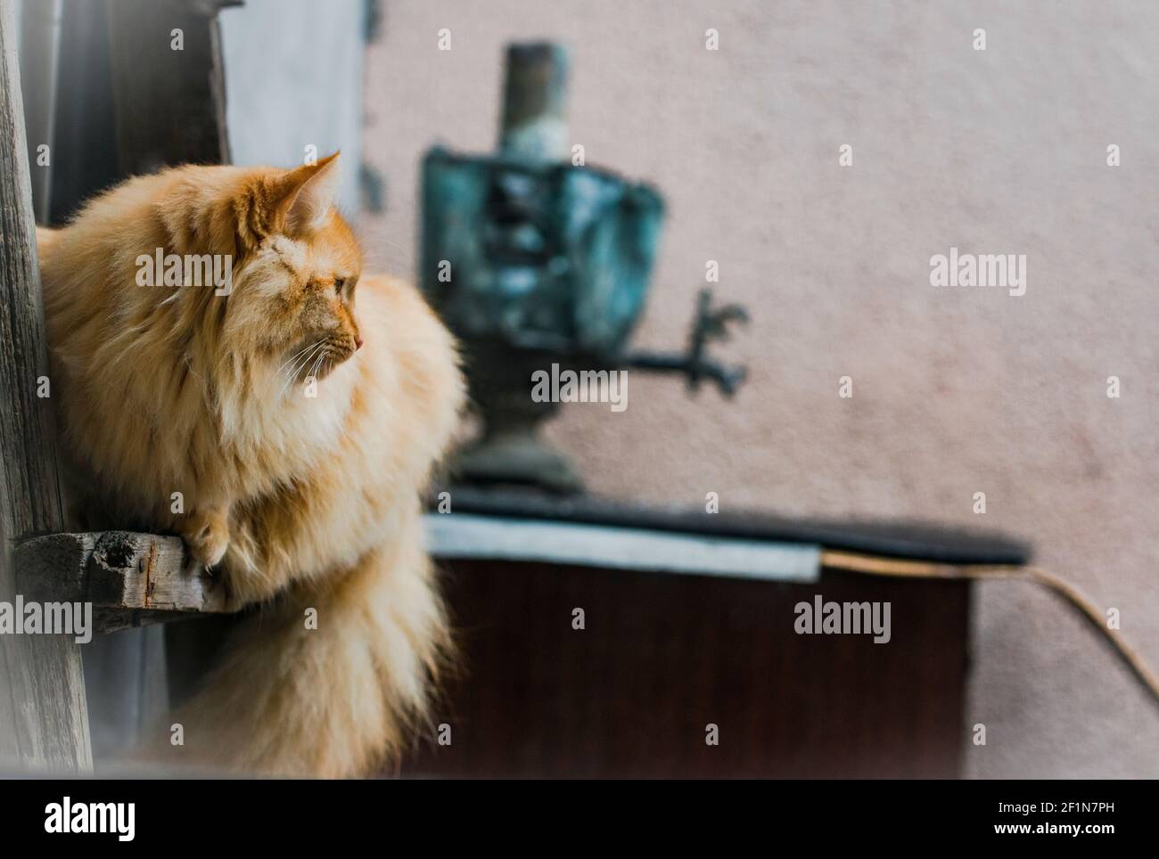 Rote flauschige Katze, mit dem alten Samovar im Hintergrund Stockfoto