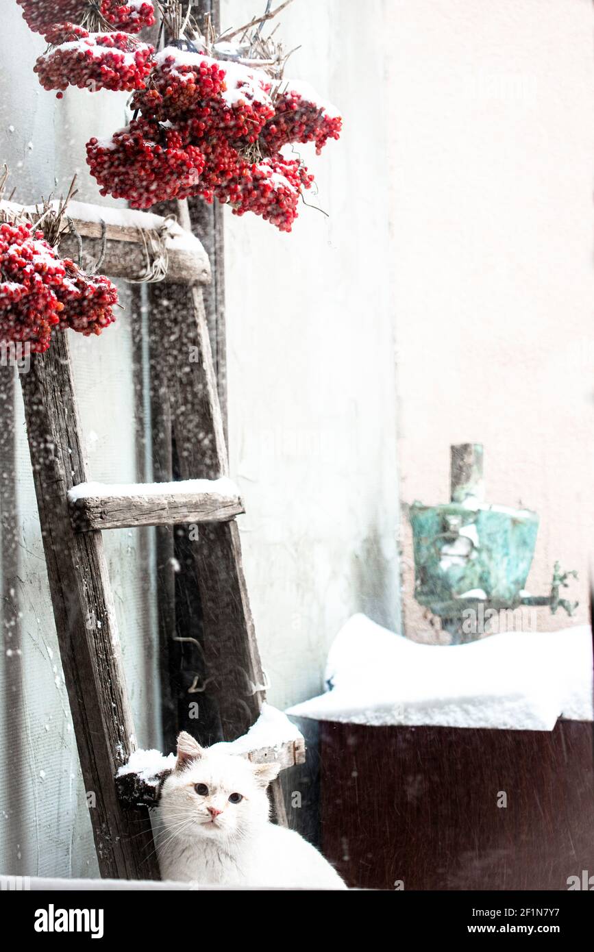 Eine weiße Katze im Schneefall, mit Samowar und roten Beeren Stockfoto