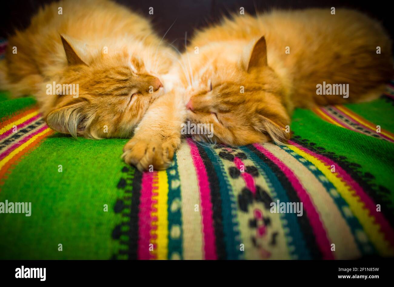 Zwillinge rote Katzenbrüder, auf hellem Karpaten-Teppich Stockfoto