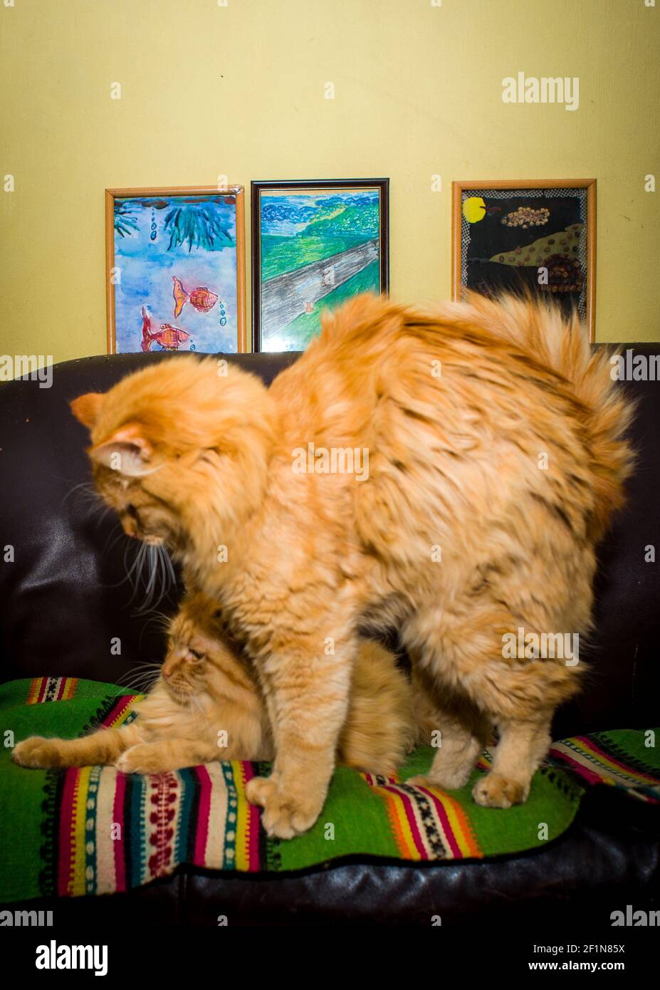 Zwillinge rote Katzenbrüder, auf hellem Karpaten-Teppich Stockfoto