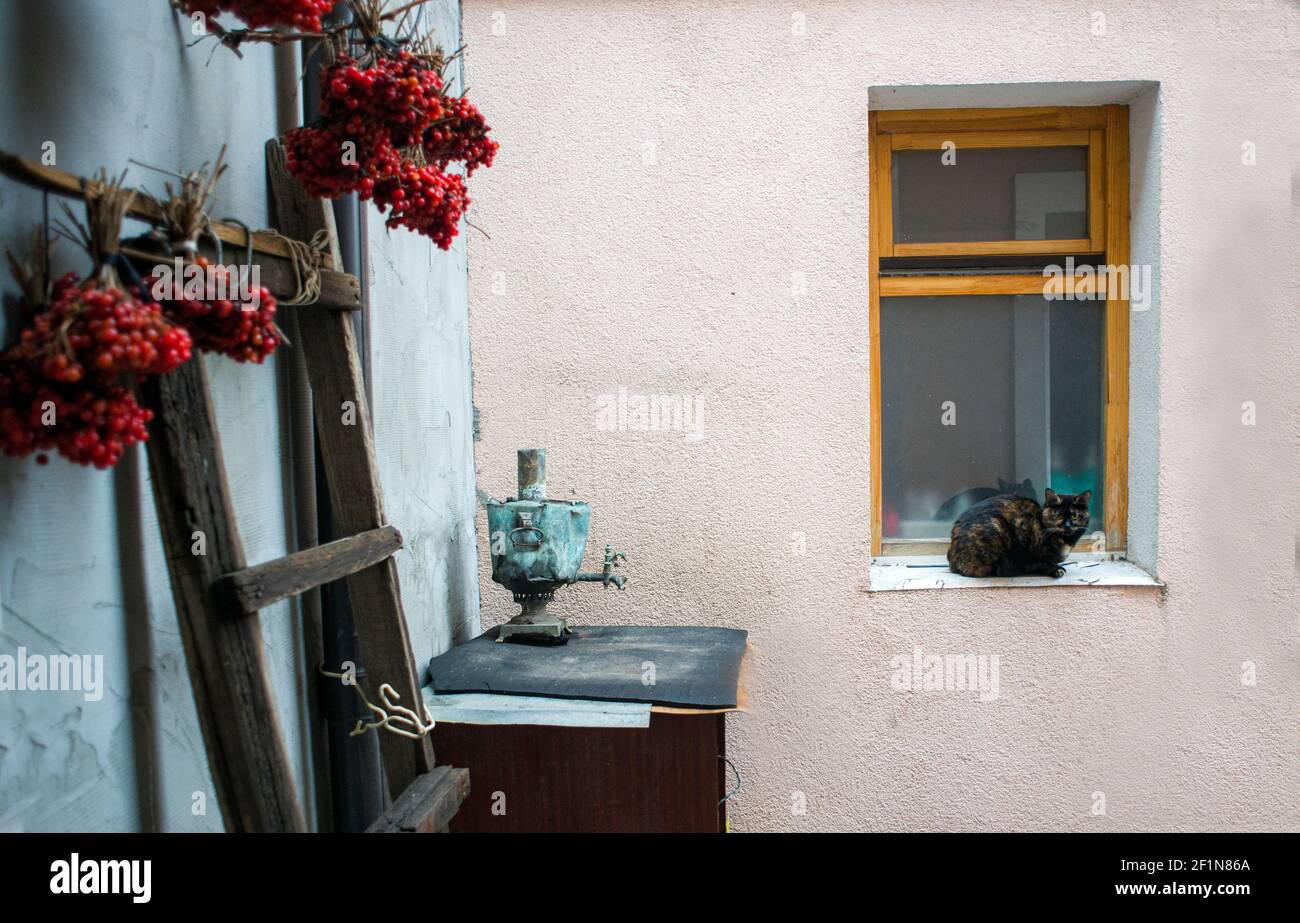 Flauschige schwarze Katze, in der Nähe der Samowar und Viburnum Beeren Trauben Stockfoto