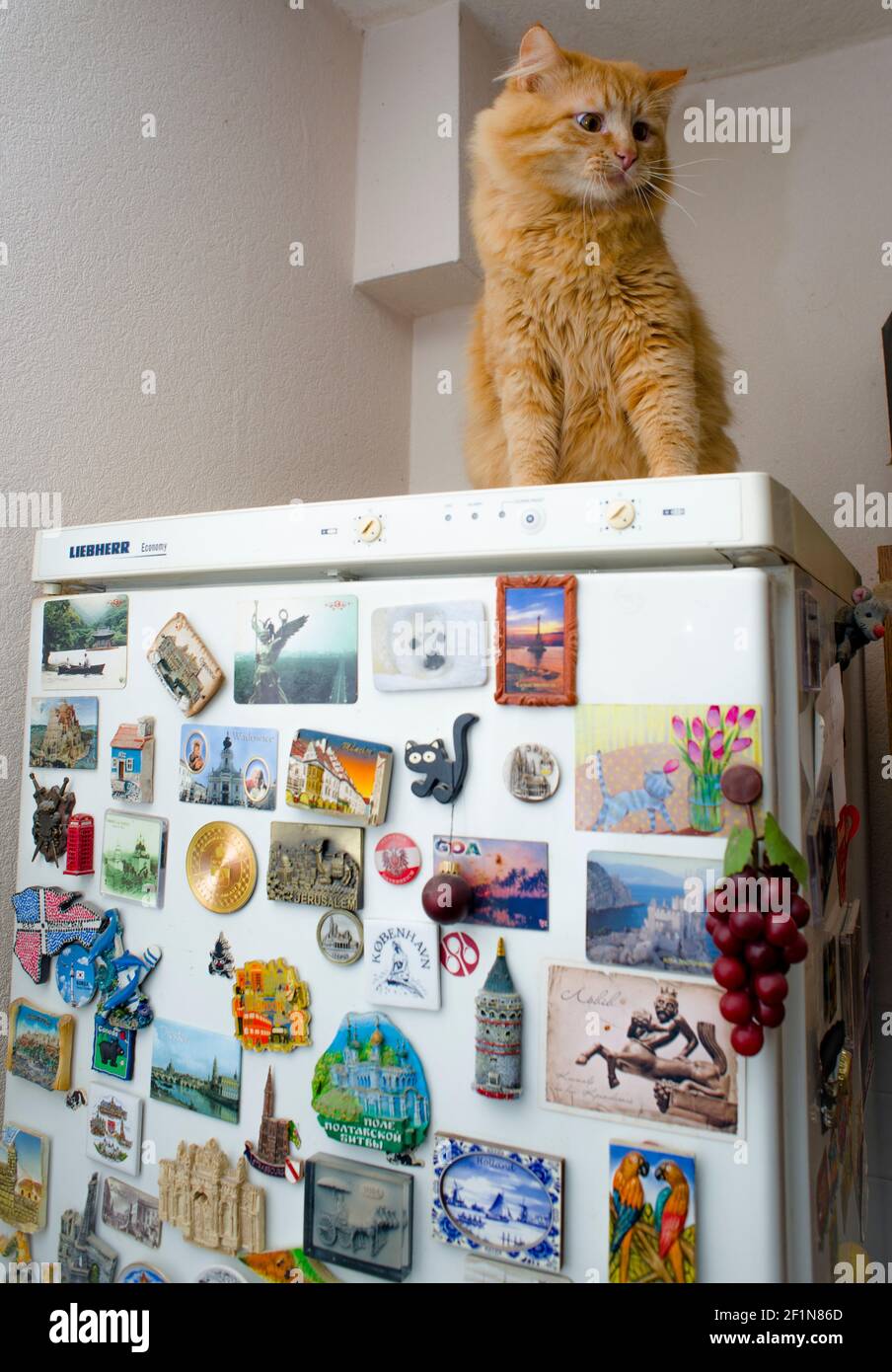 Flauschige rote Katze, am Kühlschrank sitzend, bedeckt mit Souvenir-Magneten von verschiedenen Orten Stockfoto