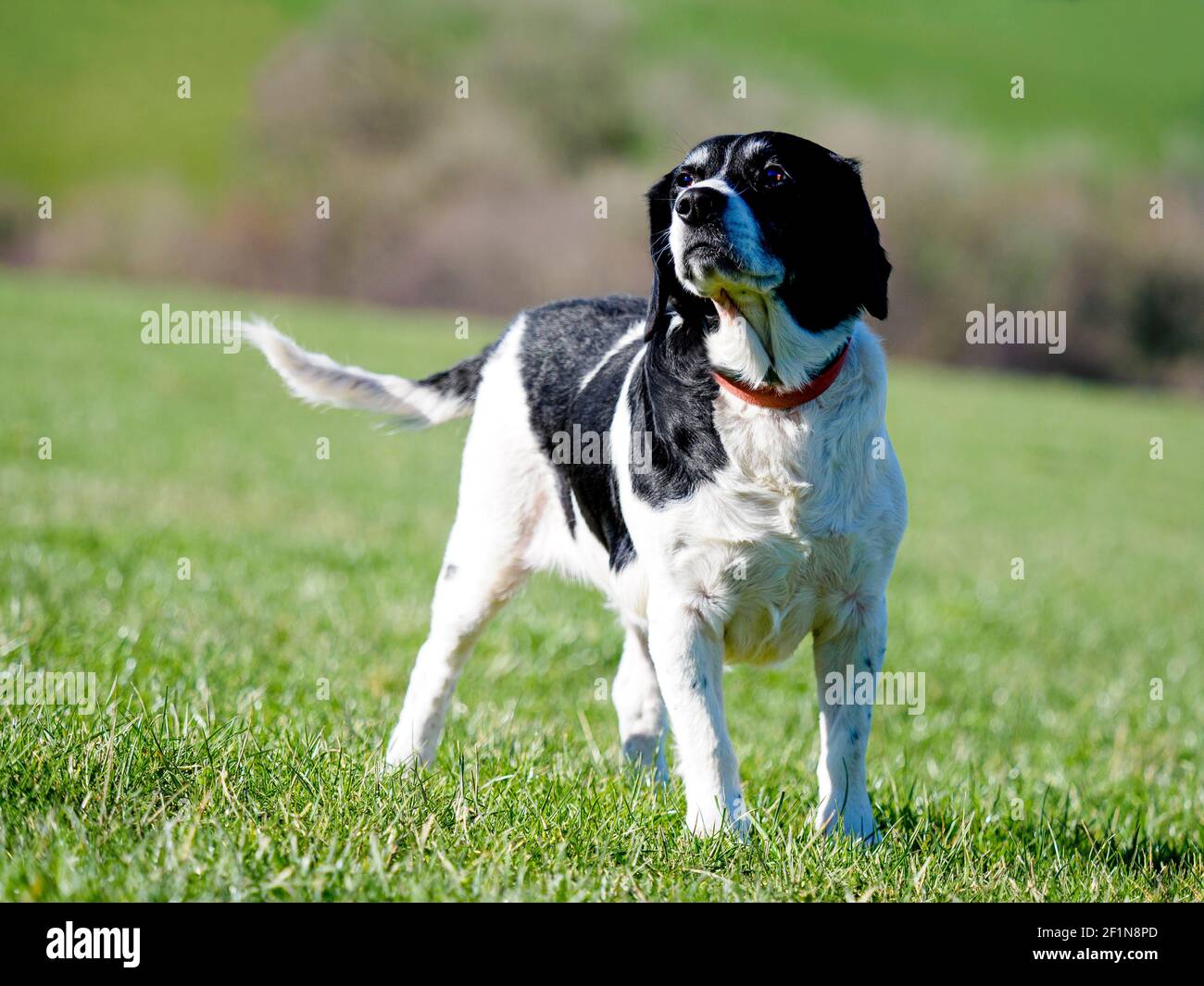 Springer spaniel und labrador kreuz -Fotos und -Bildmaterial in hoher ...