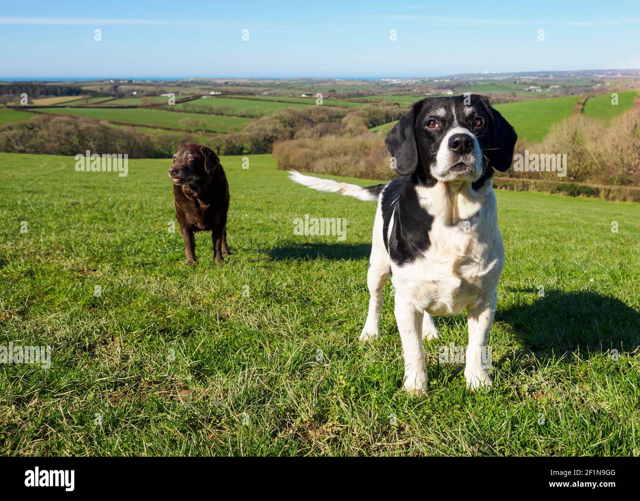 Zwei Hunde auf einem Feld in Cornwall, Großbritannien Stockfoto