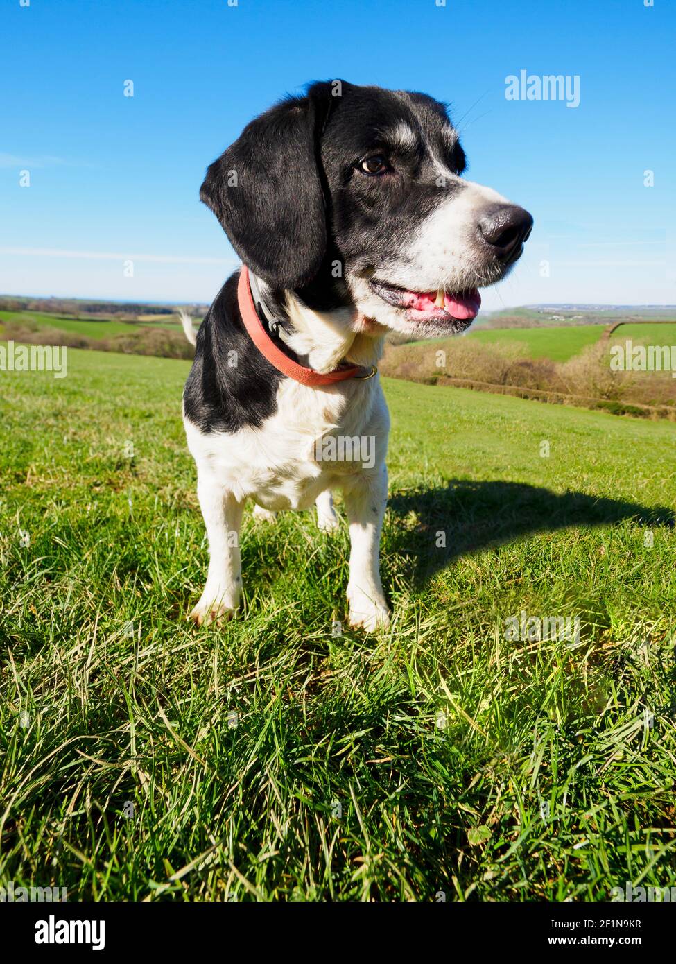 Springer Spaniel Cross Labrador, Großbritannien Stockfoto