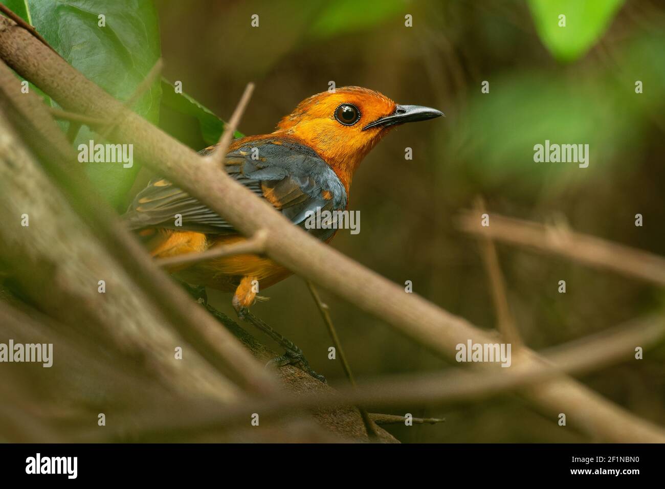 Rotkehlchen oder Natal-Rotkehlchen - Cossypha natalensis Vogel in der Familie Muscicapidae, in Afrika gefunden, african Orange singvogel auf dem grünen Rücken Stockfoto