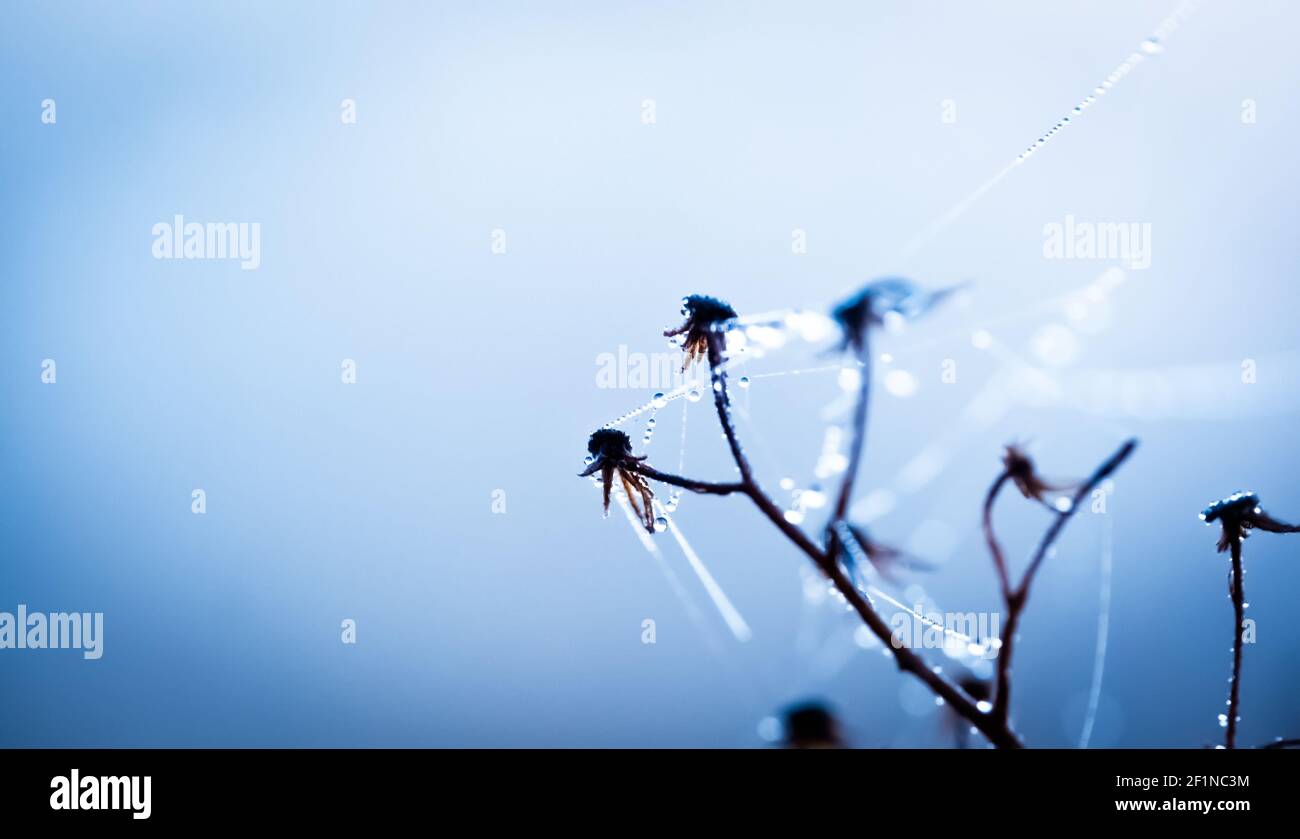 Reine Tautropfen auf getrocknete Blume mit Netz bedeckt Stockfoto