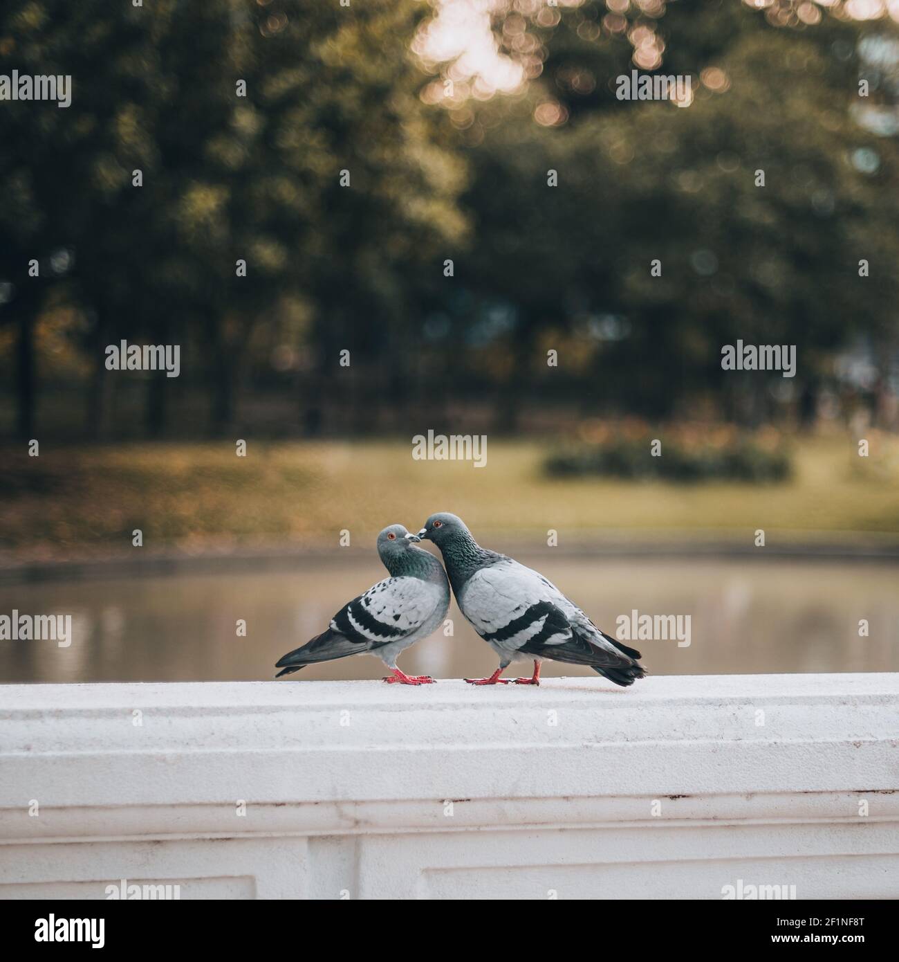 Zwei Tauben mit roten Augen und Beinen, verliebt in einen Park. Das Männchen umwirbt das Weibchen in der goldenen Stunde, mit grünen Bäumen im Hintergrund. Stockfoto
