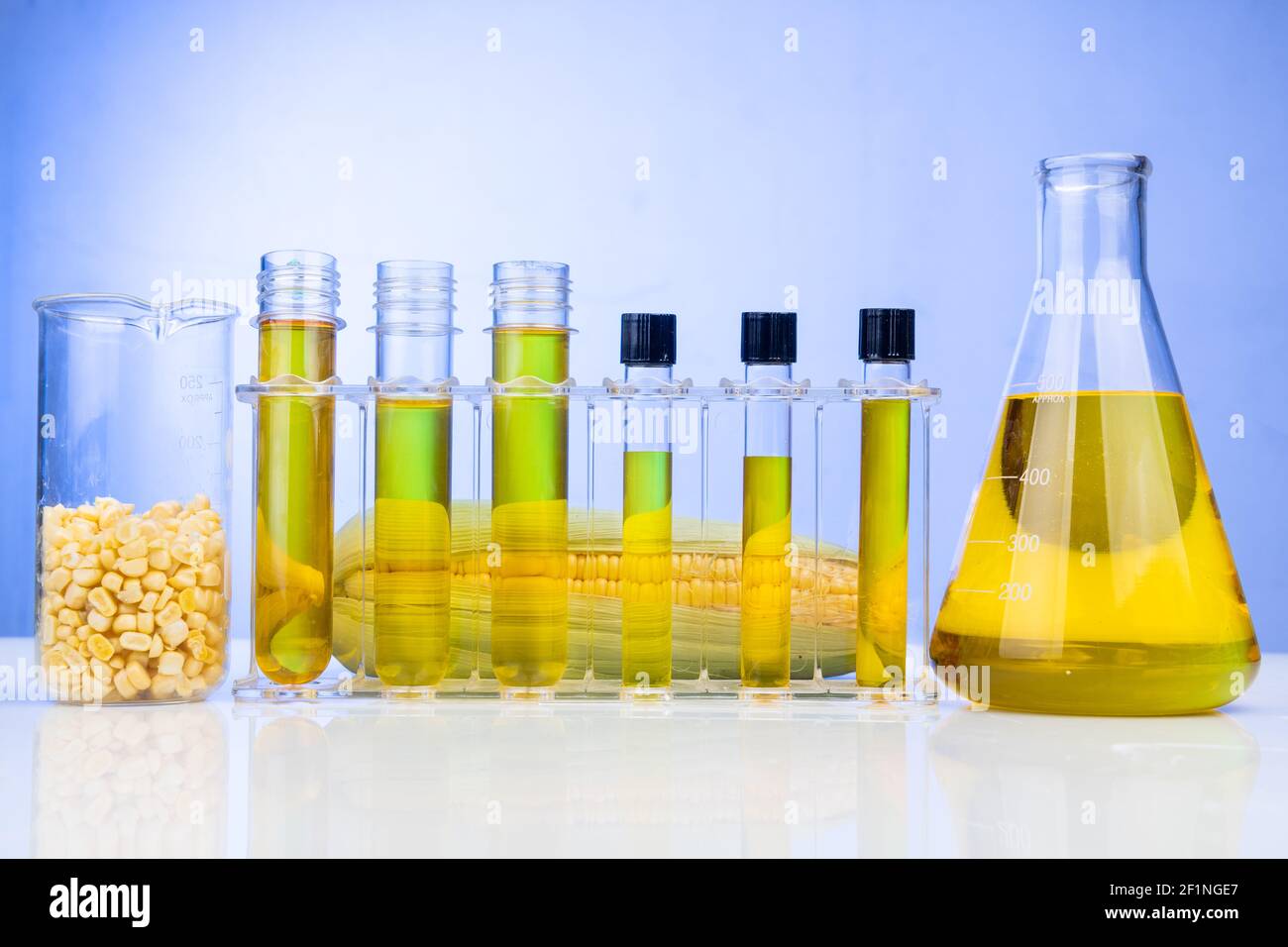 Ethanol Biokraftstoff aus Maislabyrinth mit Bechergrüben gewonnen Im Labor auf blauem Hintergrund Stockfoto