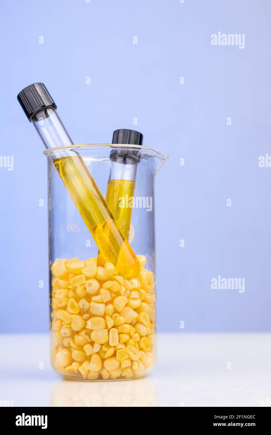Ethanol Biokraftstoff aus Maislabyrinth mit Bechergrüben gewonnen Im Labor auf blauem Hintergrund Stockfoto