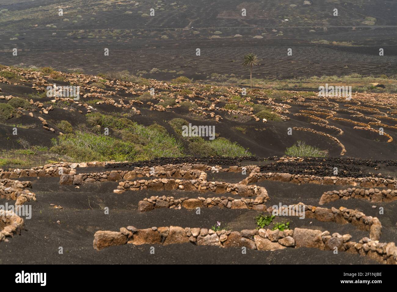 Landschaft mit Trockenfeldbau von Wein bei La Geria, Insel Lanzarote, Kanarische Inseln, Spanien Stockfoto