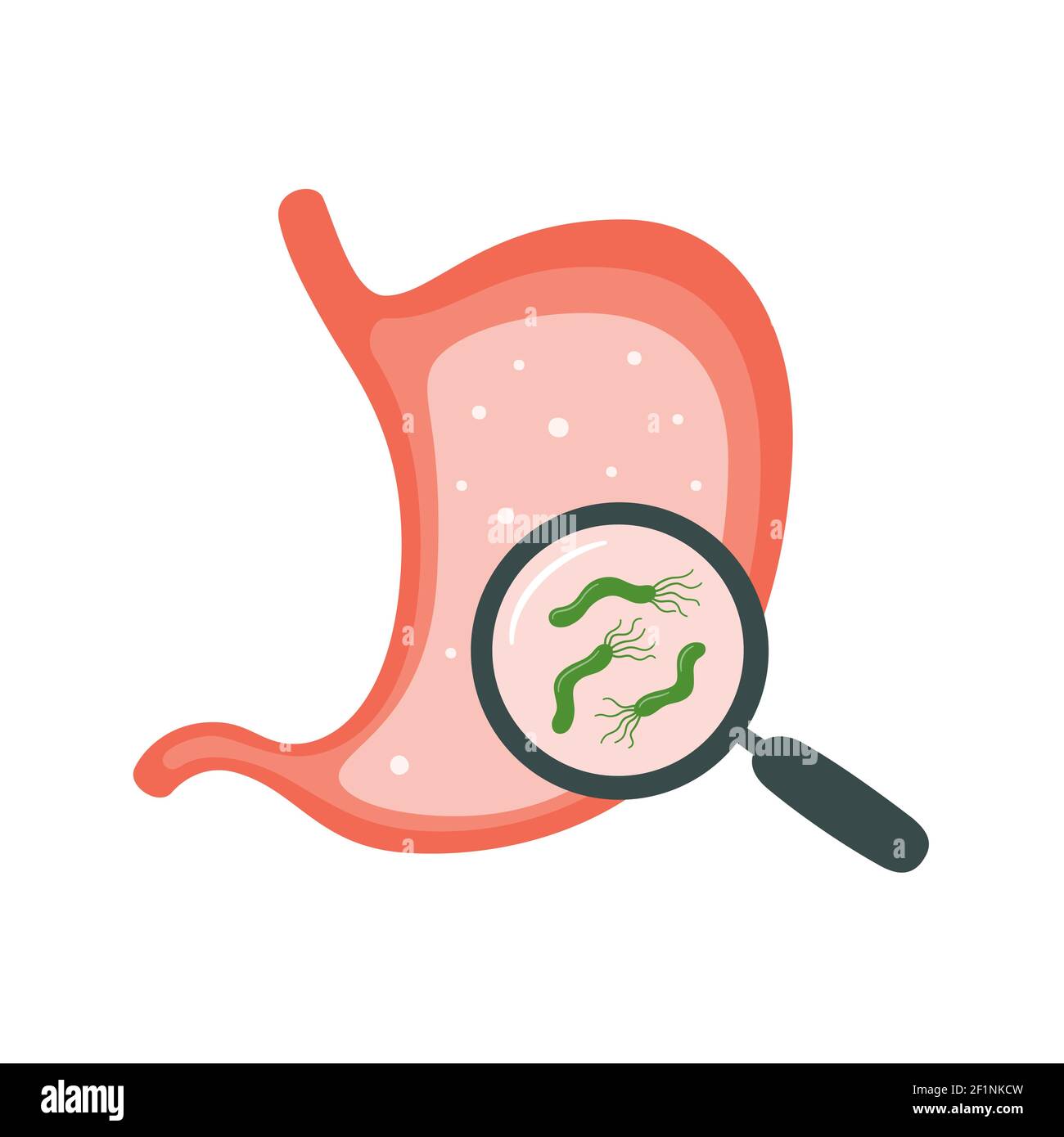 Helicobacter pylori im Magen. Magenkrankheiten. Bakterium mit Flagella, die Gastritis verursacht. Stock Vektor
