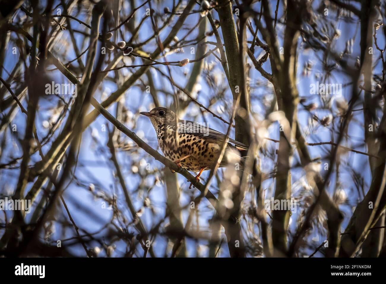 Gemeine Singdrossel in einem Baum. Stockfoto