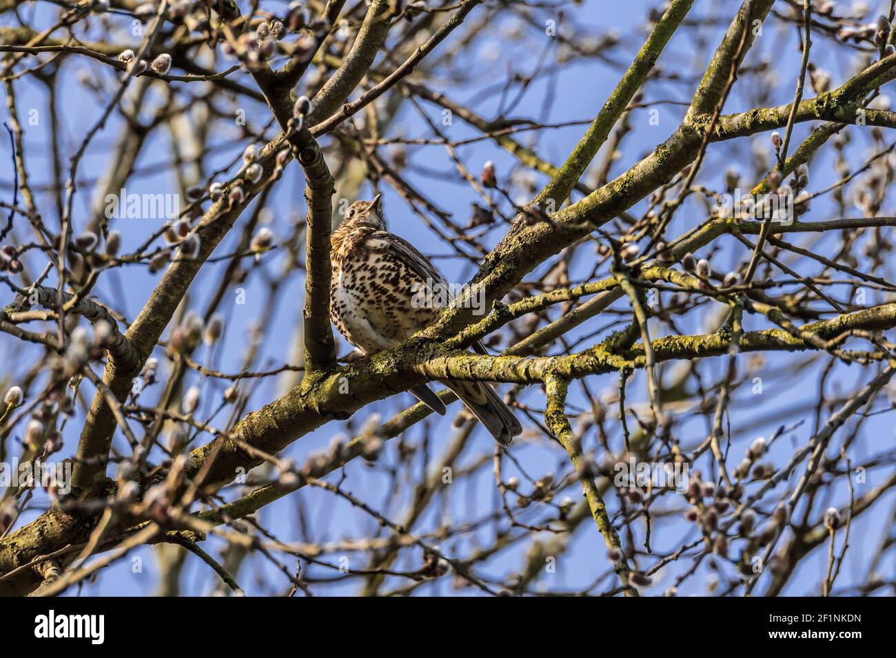 Gemeine Singdrossel in einem Baum. Stockfoto