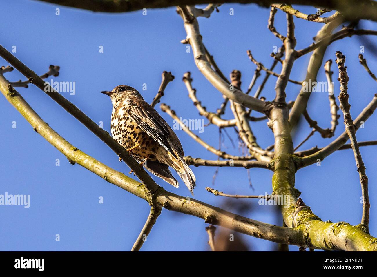 Gemeine Singdrossel in einem Baum. Stockfoto