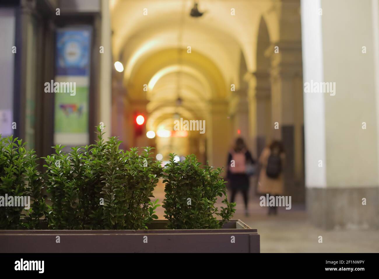 Städtisches Grün, grüne Büsche in einem Topf vor dem Passieren unter den beleuchteten Arkaden am Abend, Turin Italien Stockfoto