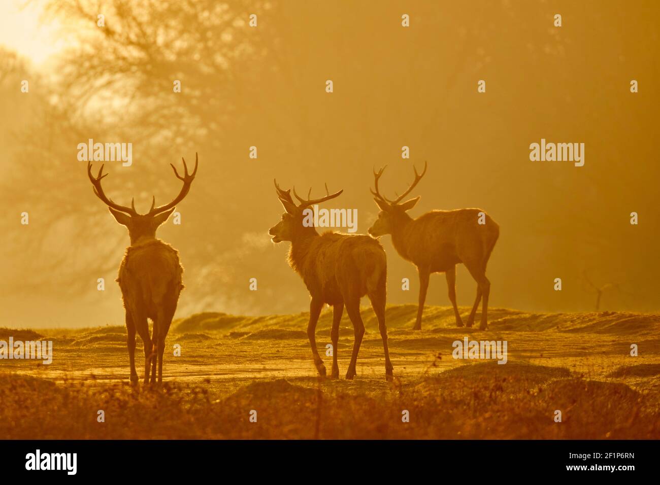 London, Großbritannien. März 2021, 09th. Eine Gruppe Hirsche sonnt sich in der frühen Morgensonne, als sie am 3/9/2021 im Richmond Park, London in London, Großbritannien, aufgeht. (Foto von Diana Buzoianu/News Images/Sipa USA) Quelle: SIPA USA/Alamy Live News Stockfoto