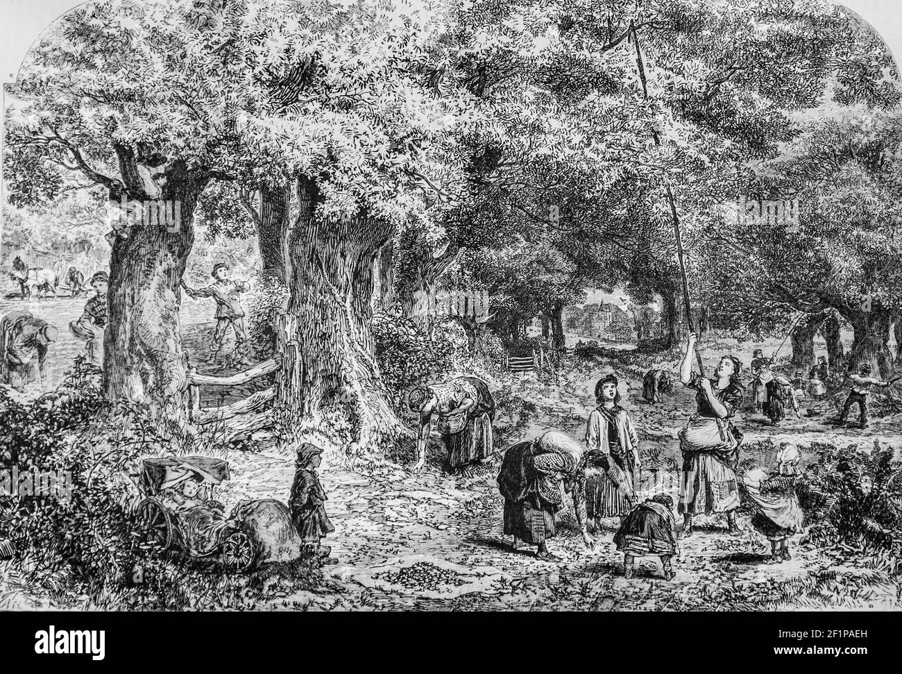 la recolte des Drüsen, l'univers illustre,editeur michele Levy 1869 Stockfoto