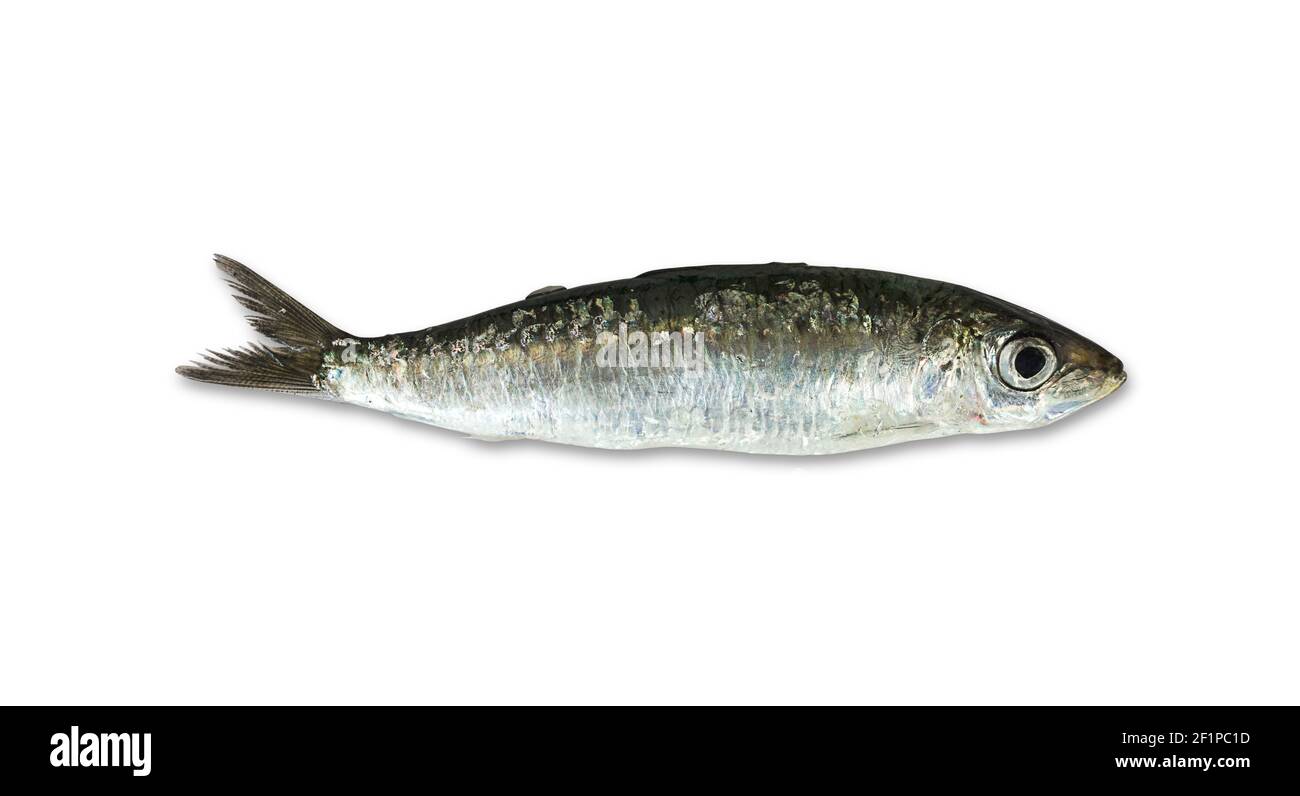 Eine frische Sardine isoliert auf weißem Hintergrund Stockfoto