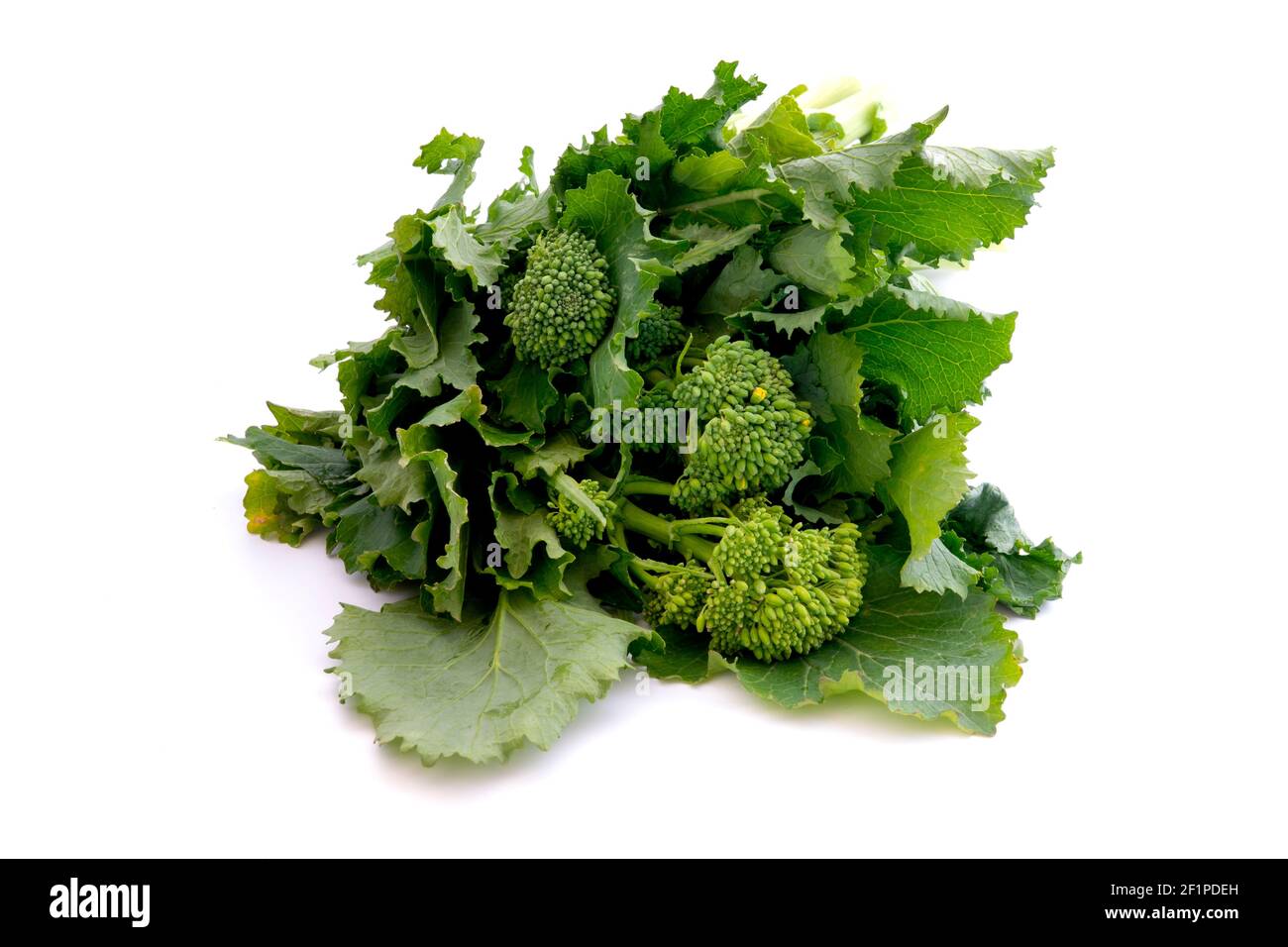 Rapini (Brassica rapa) auf weißem Hintergrund Stockfoto