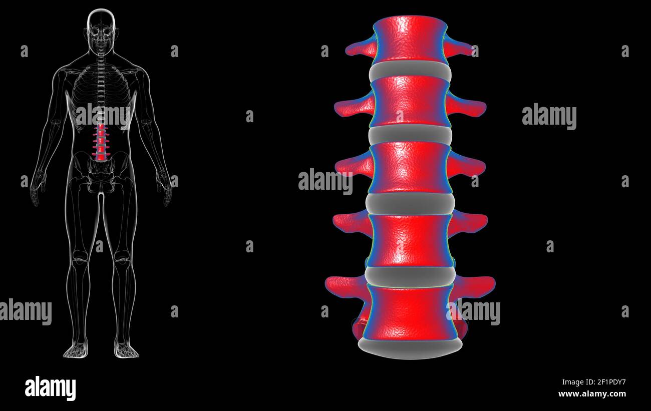 Menschliches Skelett Wirbelsäule Lendenwirbel Anatomie 3D Illustration ...