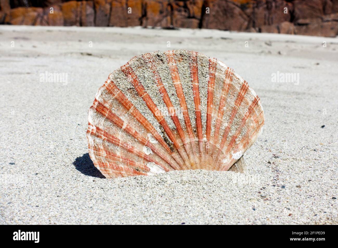 Jakobsmuschel eingekeilt in Sand an einem Strand auf der Isle of Mull in Schottland Stockfoto