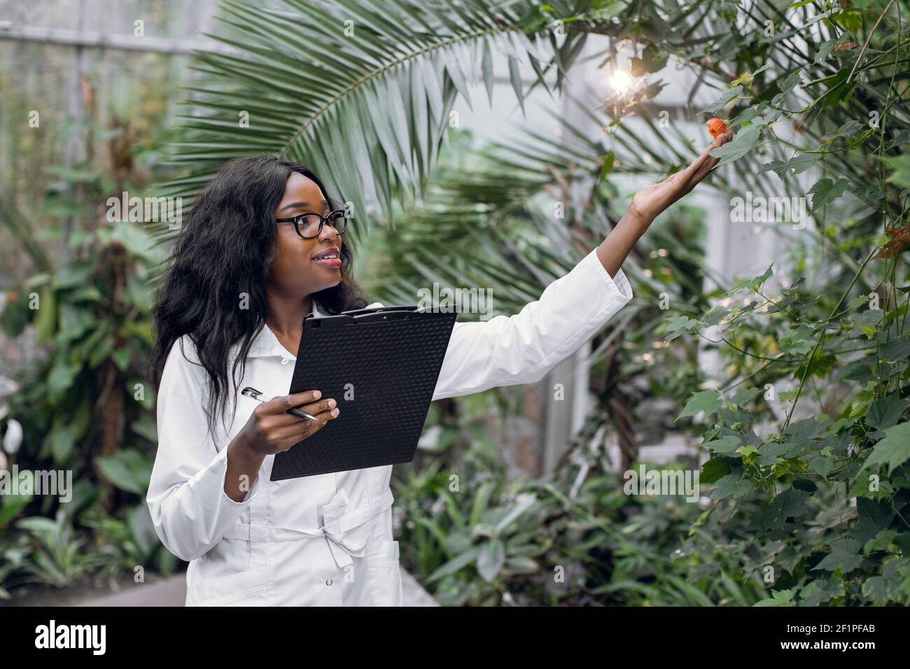 Professionelle afrikanische Frau Agronomin führt Inspektion der Pflanzen, arbeitet im Gewächshaus und macht Notizen in Zwischenablage. Stockfoto