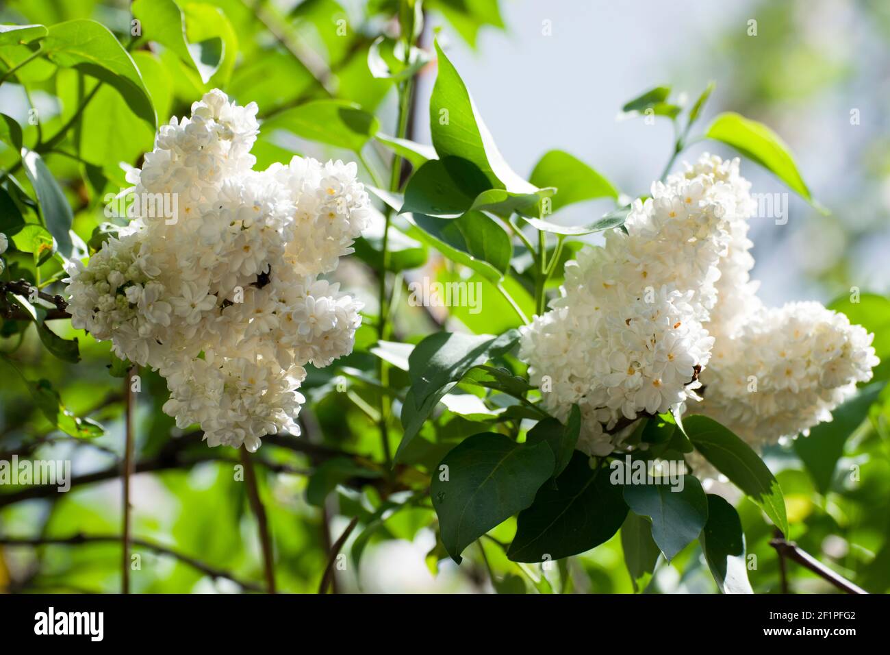 Beliebt als zierpflanze -Fotos und -Bildmaterial in hoher Auflsung  Alamy
