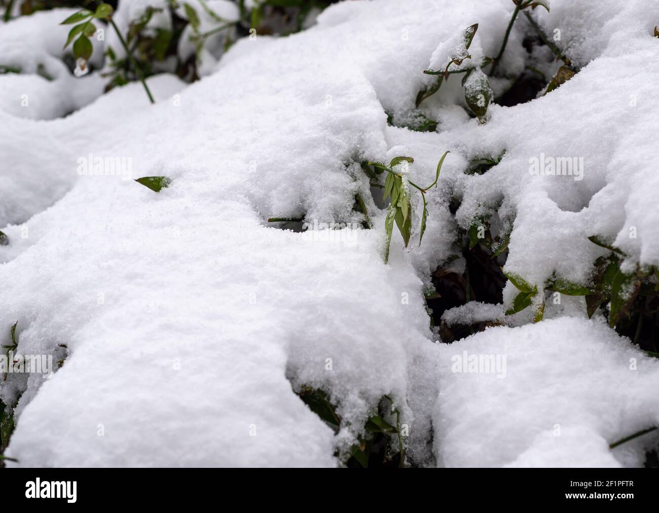 Dicker weißer Schnee bedeckt einen immergrünen Busch Stockfoto