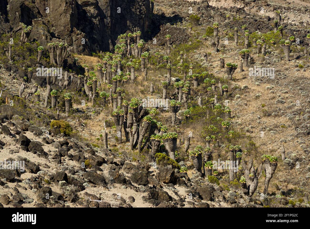 Riesengroundsel, Senecio keniodendron, Senecio ssp, im Barranco Valley, Mount Kilimanjaro, Tansania, Afrika Riesenenzien, Senecio keniodendron, Sen Stockfoto