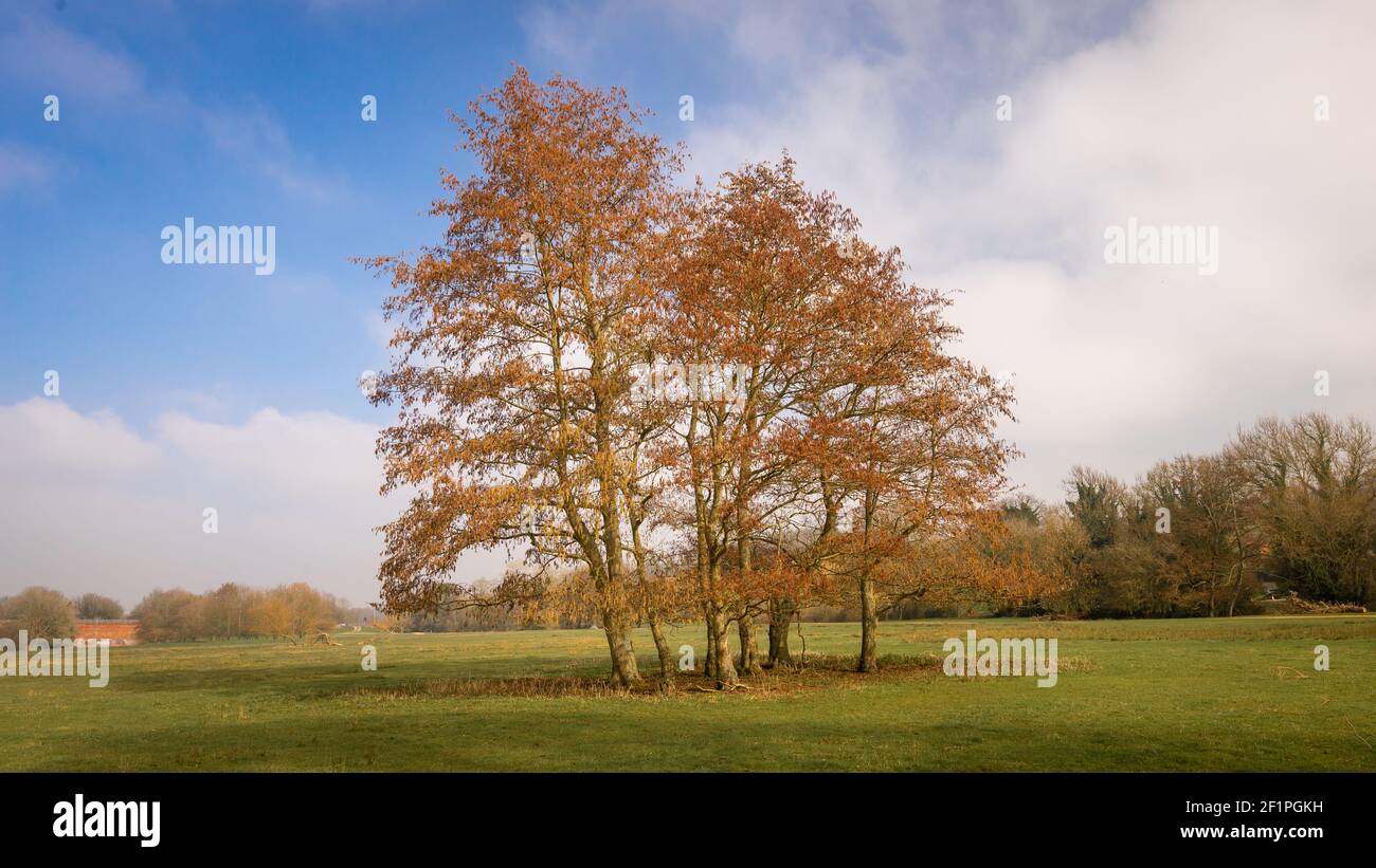 Cluster von isolierten schönen hohen Bäumen mit rot orange braunen Blättern in grünem Feld. Stockfoto