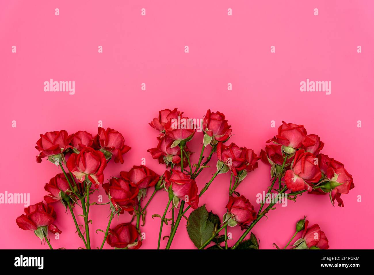 Rote Rosen mit rosa Hintergrund. Valentinstag. Liebe Stockfoto