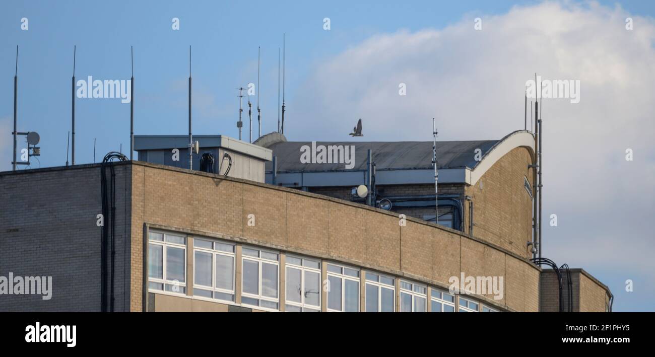 Morden, London, Großbritannien. 9. März 2021. Das Brutpaar der Peregrine Falcons, die jedes Jahr auf dem Dach des Londoner Stadtbezirks Merton's Civic Center nisten, wird über dem 14-stöckigen Gebäude gesehen. Quelle: Malcolm Park/Alamy Live News Stockfoto