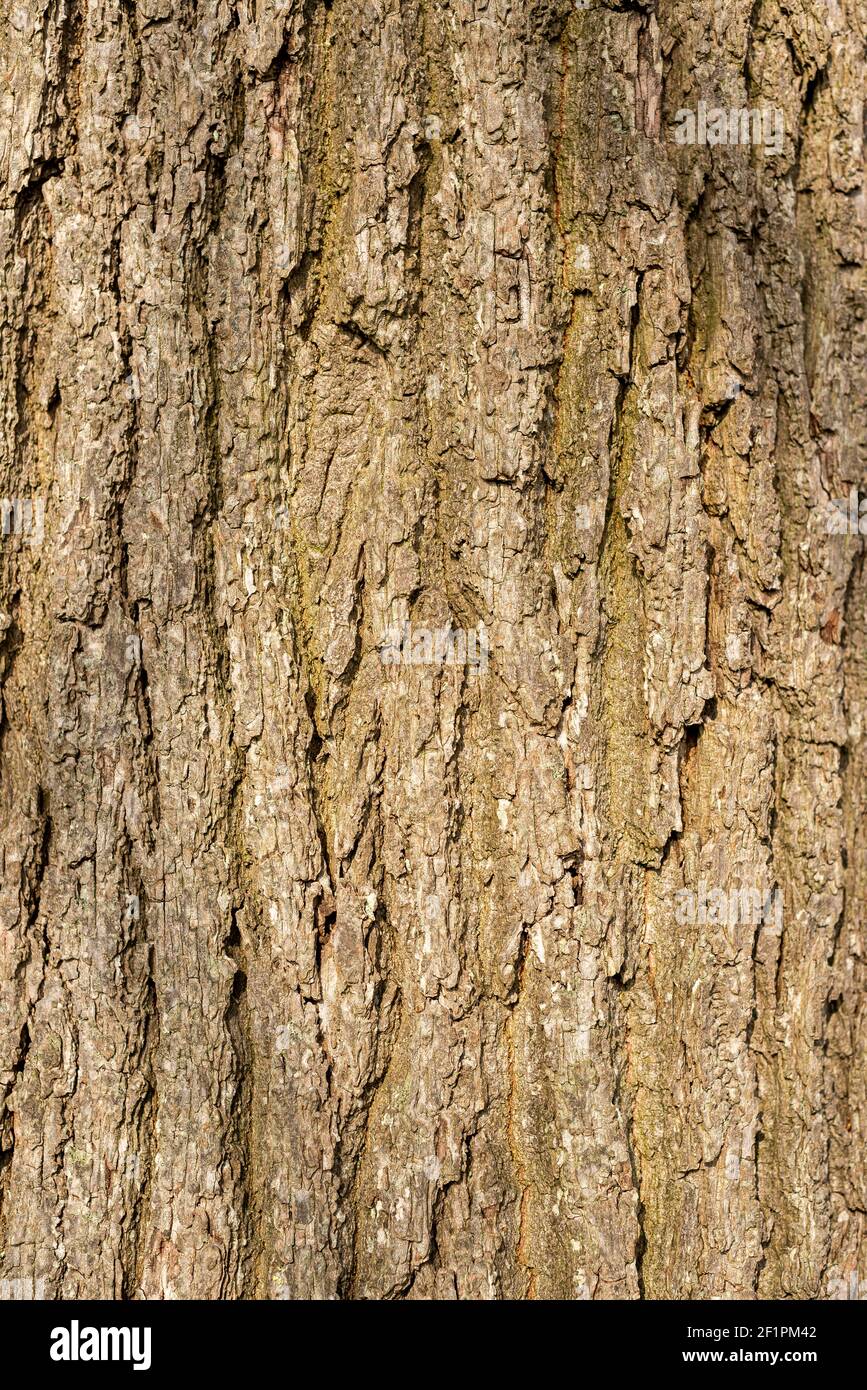 Nahaufnahme von Eichenbaum Rinde Detail Stockfoto