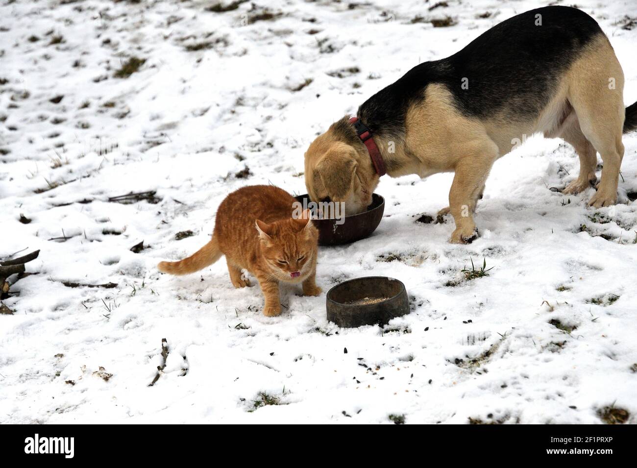 Eine Haushenne Hund und Katze essen zusammen in der Schnee im Winter als beste Freunde Stockfoto