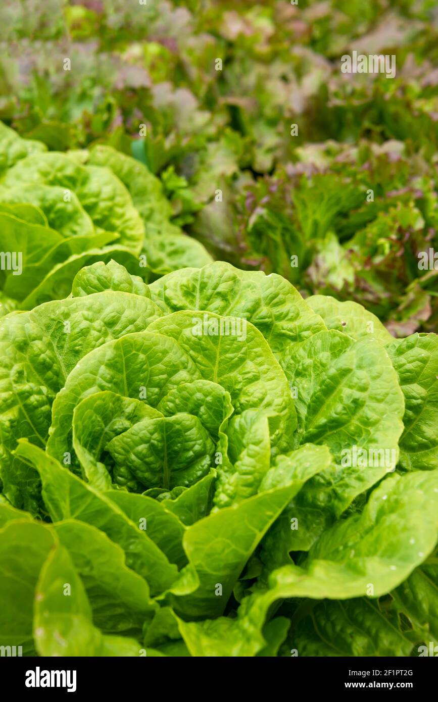 Salat wächst im Garten, frisches grünes Gemüse Stockfoto