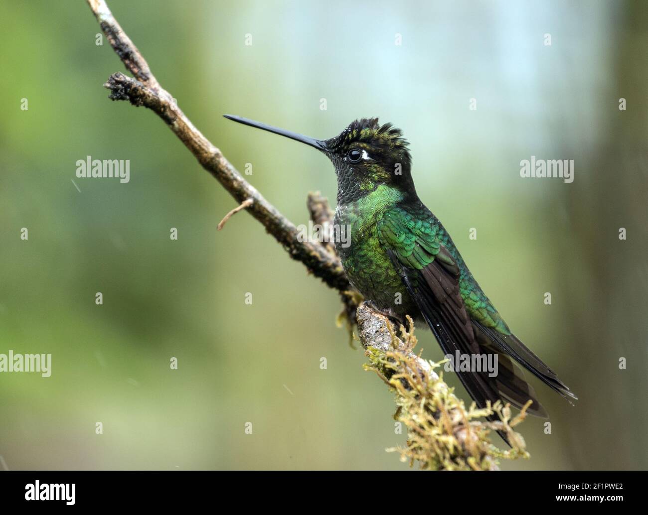 Nahaufnahme eines männlichen Talamanca Kolibris, der auf einem moosigen Zweig in Panama thront. Stockfoto