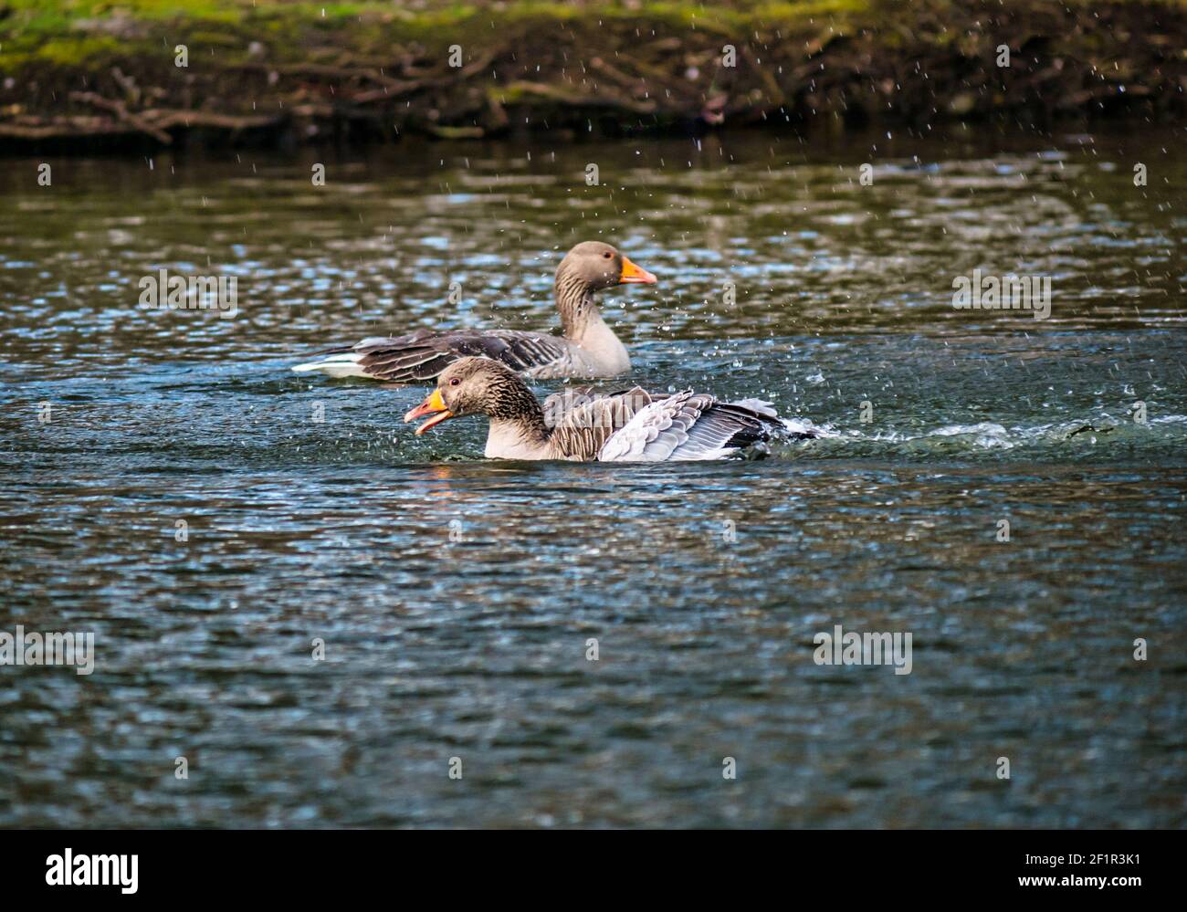 Graugänse-Paar (Anser anser) schwimmend im See spritzt im Wasser zu sauberen Federn, Gosford Estate, East Lothian, Schottland, UK Stockfoto