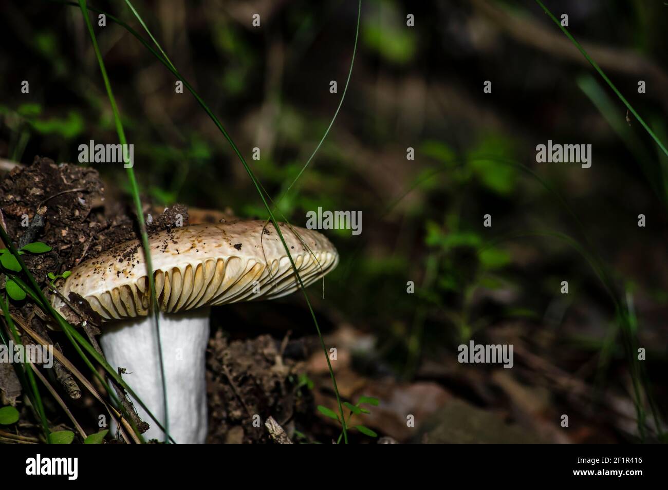 Makro-Nahaufnahme von Pilzen und Unterholz in der Natur Sardinien Stockfoto