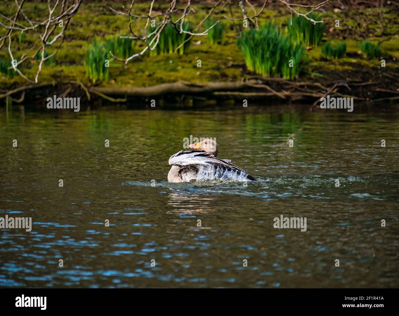 Graugans (Anser anser) Schwimmen im See Planschen im Wasser zu sauberen Federn, Gosford Estate, East Lothian, Schottland, UK Stockfoto